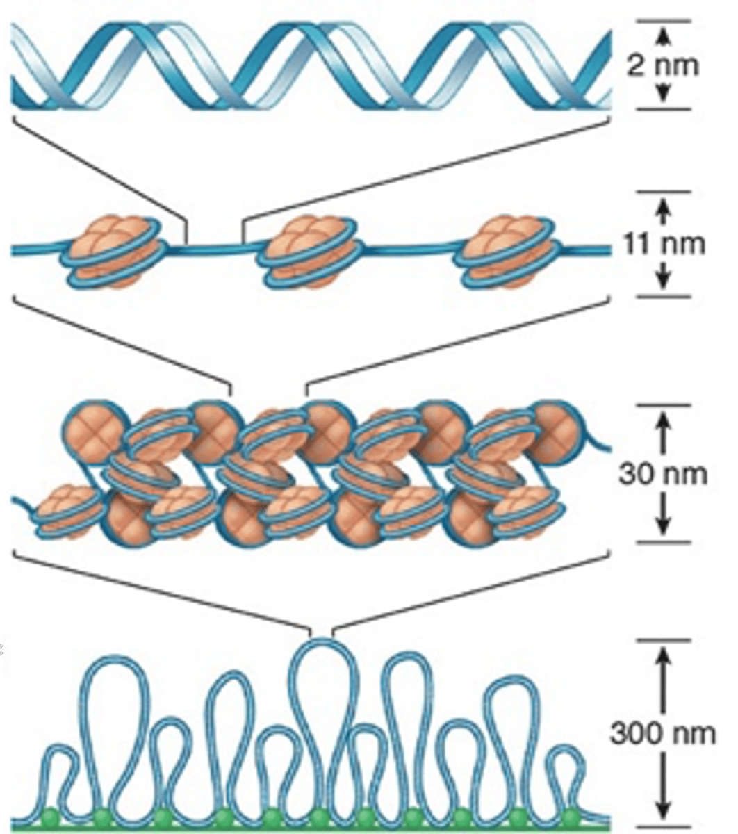 <p>process where DNA and histones form nucleosomes, which further coil and condense into thicker structures</p>