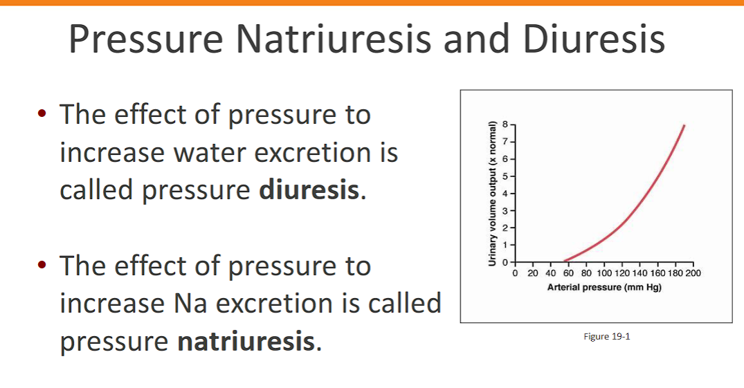 <p>The effect of pressure to <strong>increase water excretion</strong> is called pressure <strong>diuresis.</strong> </p><p>The effect of pressure to<strong> increase Na excretion</strong> is called pressure<strong> natriuresis.</strong>&nbsp;</p><p>if AP increases, these increase. </p><p>if AP decreases, these decrease</p><p><span><span>Together, they form the </span></span><strong><span>Pressure-Natriuresis-Diuresis Mechanism</span></strong><span><span>.</span></span></p>