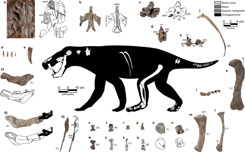 <p><span>298-251 Mya</span></p><p><span>Synapsid amniotes were dominant for most of Permian</span></p><p><span>Pelycosaurs, later therapsids and cynodonts were apex predators</span></p><p><span>Archosauromorphs appeared</span></p><p><span>The “Great Dying: Permian-Triassic mass extinction, 81% of marine and 70% of terrestrial species.</span></p>