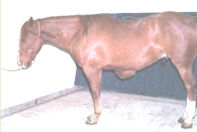 <p>What is a ventral hernia and its etiology? (LA)</p>