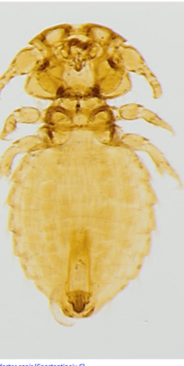 <p>Generally, drugs used for the treatment of flea infestations work well against lice;</p><p>Treat all in contact animals;</p><p>Clean and treat the bedding, grooming supplies etc.</p><p>- Pyrethrin, pyrethroids</p><p>- Fipronil</p><p>- Imidacloprid</p><p>- Selamectin</p><p>- Isoxazolines: seem to be highly effective</p>