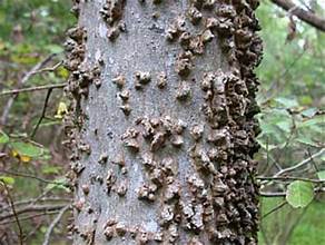<p>smooth bark with warts, sharp close branching, slender twigs, pinnately veined three prominent veins, hollows easily</p>