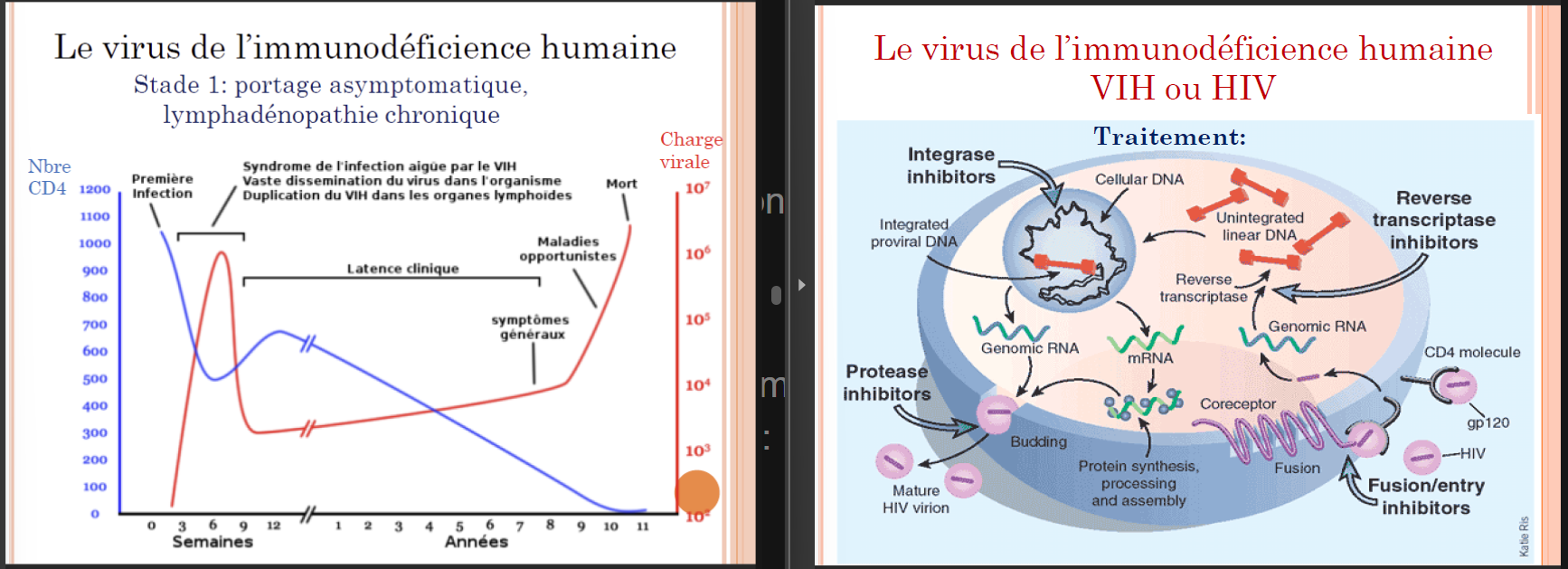 <p>= Le virus de l’immunodéficience humaine = Acquired Immune Deficiency Syndrome (SIDA)</p><p><u>transmission </u>sanguine, le lait et le sperme</p><p></p><p>destruction des lymphocytes T CD4</p><p></p><p>Pathologie =</p><ul><li><p>Stade 1 : primo infection</p></li></ul><p>souvent inaperçue (~ mononucléose infectieuse), parfois symptôme neurologique (méningite lymphocytaire aiguë) mais pour personnes déjà immuno-déprimés</p><ul><li><p>Stade 2:</p></li></ul><p>La réponse immunitaire diminue la charge virale, Dure deux jours à 20 ans. Grande quantité de virus capturé dans les cellules dendritiques, augmentation du nombre de cellules CD4 infectées et augmentation lente de la charge virale (virus en mode “proviral” dans les cellules avec ADN double brin dans le génome)</p><ul><li><p>Stade 3 - 4 = SIDA</p></li></ul><p>Remontée de la charge virale → Fièvre, amaigrissement, diarrhée et Syndrome de démence, Diminution des lymphocytes T CD4, Infections «opportunistes»: <strong>Zona, Candidose, Tuberculose</strong>, pneumocystose, toxoplasmose cérébrale, cancer HPV+, Mycobactériose à Mycobactéries atypiques,…</p><p></p><p>Prévalence HIV-1 > HIV-2 (HIV-2 moins contagieux, surtout Afrique de l’ouest)</p><p>mais bcp de mutant de nos jours</p><p>Variabilité:</p><ul><li><p>Problème pour élaborer un vaccin</p></li><li><p>Due aux mutations (fréquentes et multiplication virale élevée) et recombinaison</p></li></ul><p></p><p>Traitement =</p><ul><li><p>Inhibiteurs de la transcriptase réverse: Analogues nucléosidiques (ex = Emtricitabine, Ténofovir) OU analogue non nucléosidique (inhibiteur allostérique)</p></li><li><p>Inhibiteur de protéase (ex = Ritonavir)</p></li><li><p>inhibiteur de l’intégrase (ex = Raltégravir)</p></li><li><p>inhibiteur de CCR5 (ex= Maraviroc)</p></li><li><p>Inhibiteurs de la fusion → Peptide se liant à gp41 après interaction gp120/CD4 (ex = Enfuvirtide)</p></li></ul><p>→ généralement une trithérapie (pour l’instant, traitement <em>ad vitam aeternam</em>, ajd on essaye de se débarrasser avec du virus, il faut booster le virus pour le sortir de sa dormance ET traiter en même temps (travaux ont actuellement lieu))</p><p></p><p>Prophylaxie =</p><p>capote</p><p>Chimioprophylaxie =</p><p><u>Pré-exposition</u> → Traitement antiviral préventif chez les personnes à risque (ex. Les hommes qui ont des rapports sexuels avec des hommes)</p><p>→ Médicament = TRUVADA (<strong>tenofovir + emtricitabine</strong>) avec prise continue ou ponctuelle avant et après le rapport sexuel non protégé; efficacité entre 86 et 97%</p><p><u>Post-exposition</u> → Tri-thérapie (<strong>tenofovir + emtricitabine + raltégravir</strong>) à prendre le plus rapidement possible (endéans les 72h et pendant 28 jours)</p><p></p><p>Existe des test immunochromatographique (auto-test dans les officines)</p>