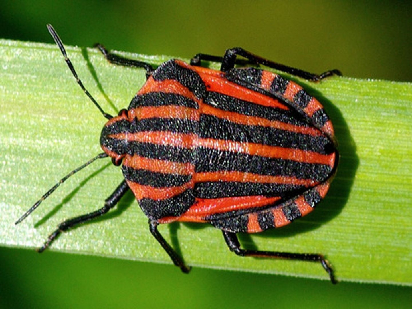 <p>ŘÁD- česky, latinsky</p><p>Podřád-česky latinsky</p><p>Infrařád-/</p><p>Čeleď-/</p><p>rod-/</p><p>druh-česky</p><p>(štítek překrývá selý zadeček, na květech a plodech miříkovitých mrkve)</p>