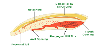 <p>1)notochord</p><p>2) dorsol (hollow) chord</p><p>3)pharyngeal slits</p><p>4)postanal tail</p>