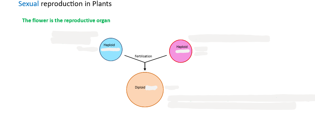 <p>Here is a diagram of sexual reproduction in plants</p><p>Label: male gamete, female gamete, pollen cell, egg cell, zygote</p>