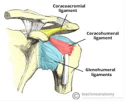 <p>Yellow Ligament?</p>