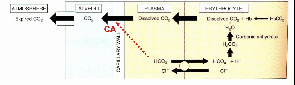 RBC → plasma → capillary wall → alveoli → atmosphere 


1. RBC: HbCO2 → dissolved CO2 + Hb, HCO3 + H = H2CO3 = dissolved CO2 + H2O, Cl- moved to plasma
2. Plasma: HCO3 goes back to RBC to make dissolved CO2, Cl reenters plasma, dissolved CO2 from RBC enters,
3. lung capillary wall: dissolved CO2 passes, contain carbonic anhydrase which converts HCO3 → CO2
4. alveoli: CO2 released as gas to atmosphere
5. atmosphere: expired CO2

chloride shift: H2CO3 back to RBC, Cl back to plasma

lung capillaries are continuous and unique because they have carbonic anhydrase in endothelium which speeds up bicarbonate conversion
