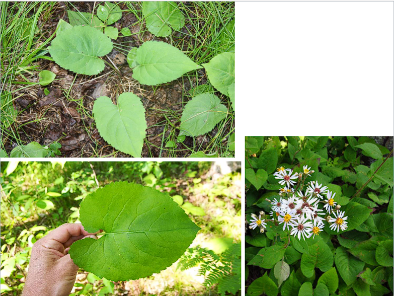 <p>Large-Leaved Aster</p>