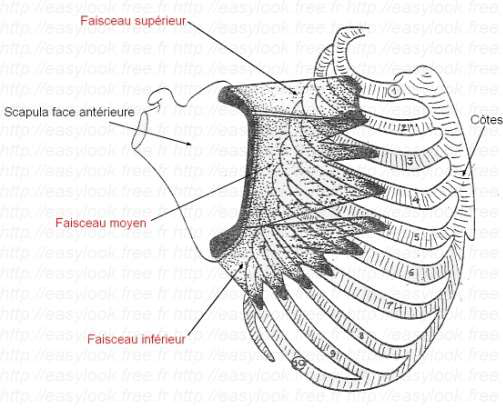 <p>Dentelé antérieur</p>