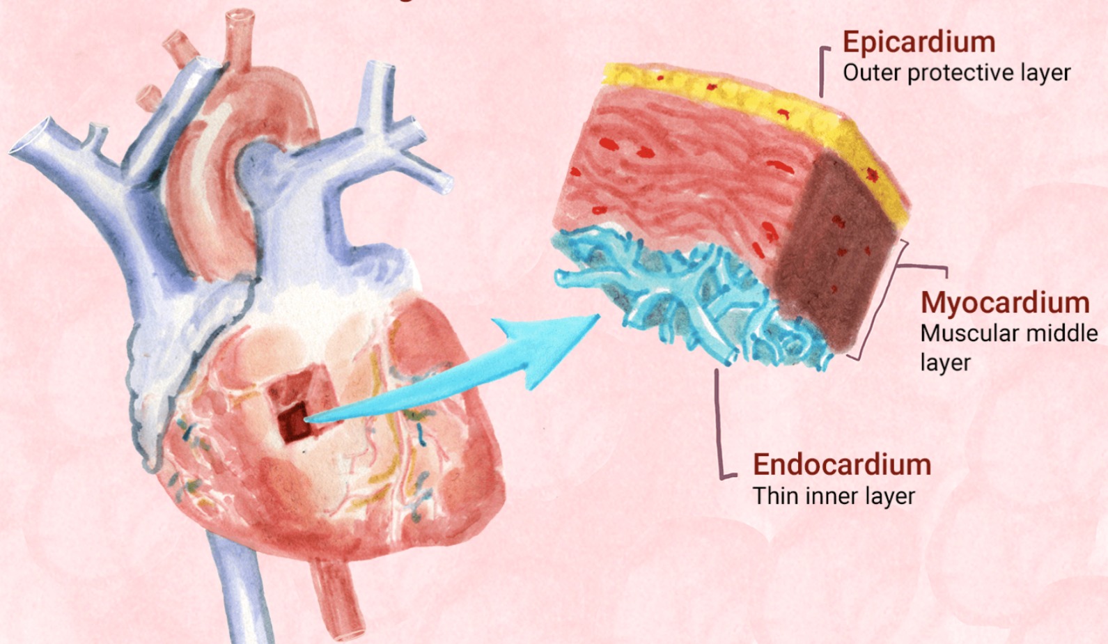 * Epicardium (outer) - protects the **❤️** by reducing friction
* Myocardium (middle) - thick & largely consists of the cardiac muscle tissue that pumps blood out of the **❤️** chambers
* Endocardium (inner) - consists of epithelium & underlying connective tissue