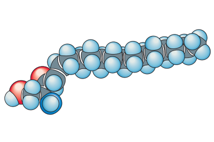 <p>1 tail</p>