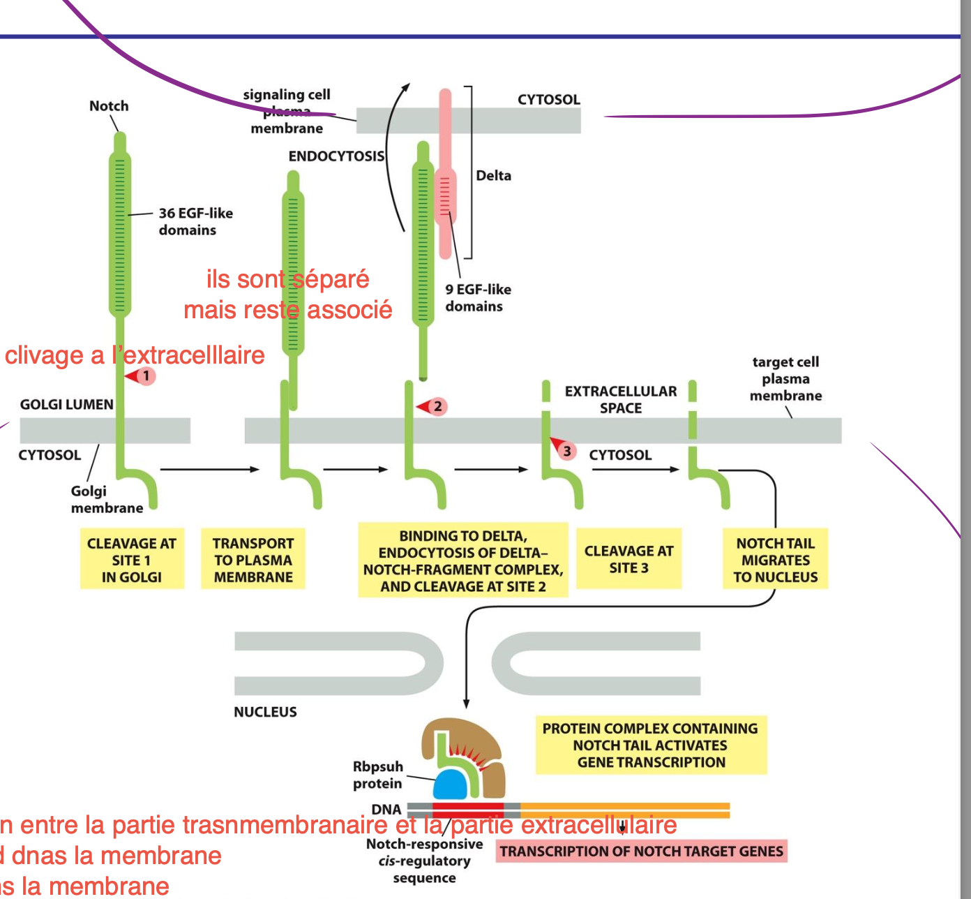 <ol><li><p>Liaison avec le ligand Delta → clivage du récepteur Notch dans l’espace extracellulaire créant une grande et une petite partie qui restent associées</p></li><li><p>2 autres clivages sur la petite partie, un extra l’autre intracellulaire.</p></li><li><p>La partie clivée du coté cytosolique va migrer vers le noyau et déclencher la transcription.</p></li></ol><p></p>