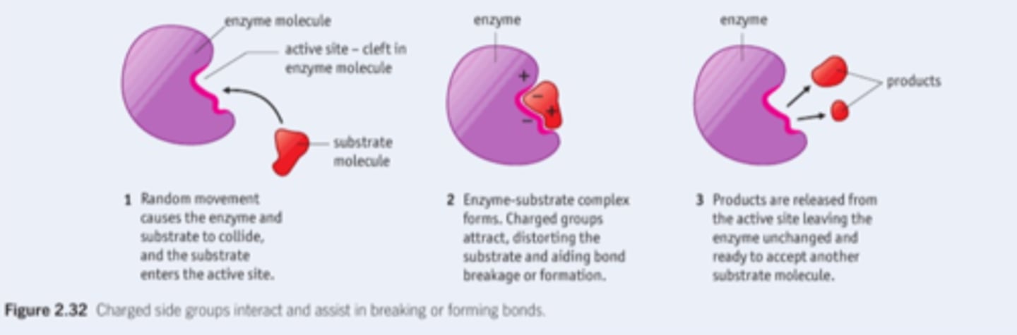 <p>Lock and key (enzyme specific for reaction), induced fit (flexible active site)</p>