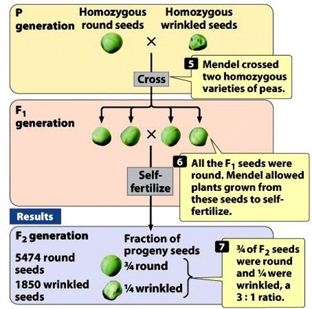 <p>Fundamental principles of inheritance proposed by Mendel.</p>