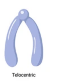 chromosome is located at the tip of the chromosome