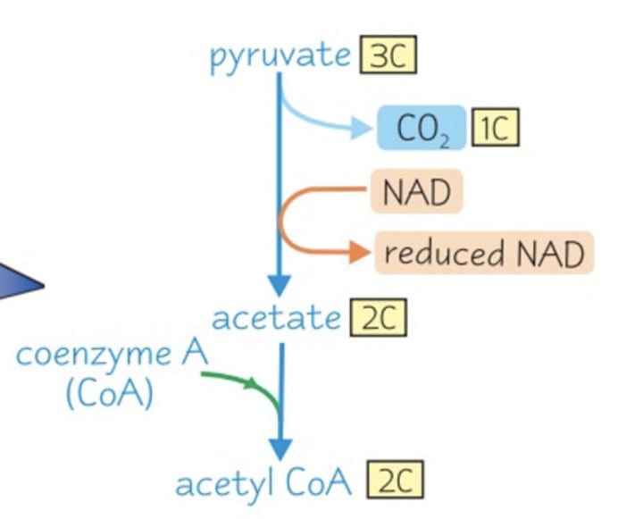 <p>Pyruvate + Co enzyme A + NAD → acetyl coA + CO2 +NADH</p>