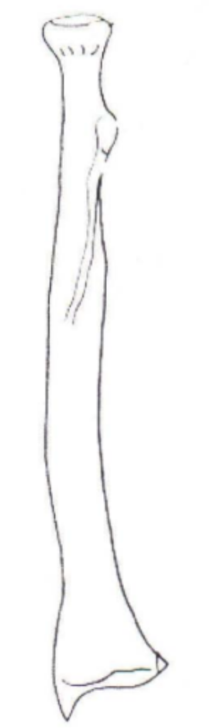 <p>Is the Radius shown right or left?</p>