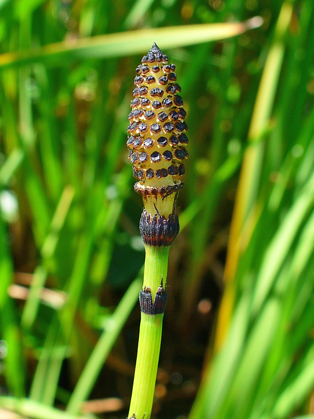 <p>sporophyte</p><p></p>