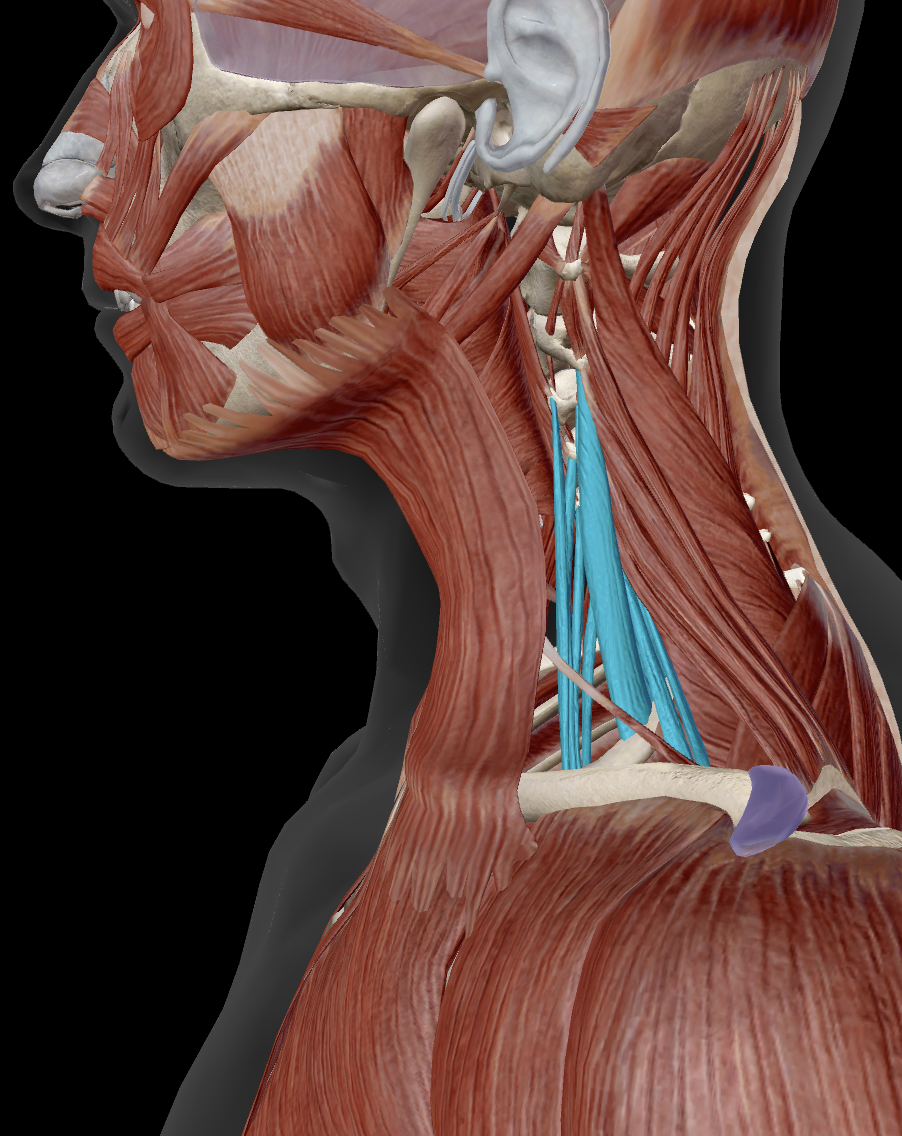 <p>Where does anterior scalene originate?</p>