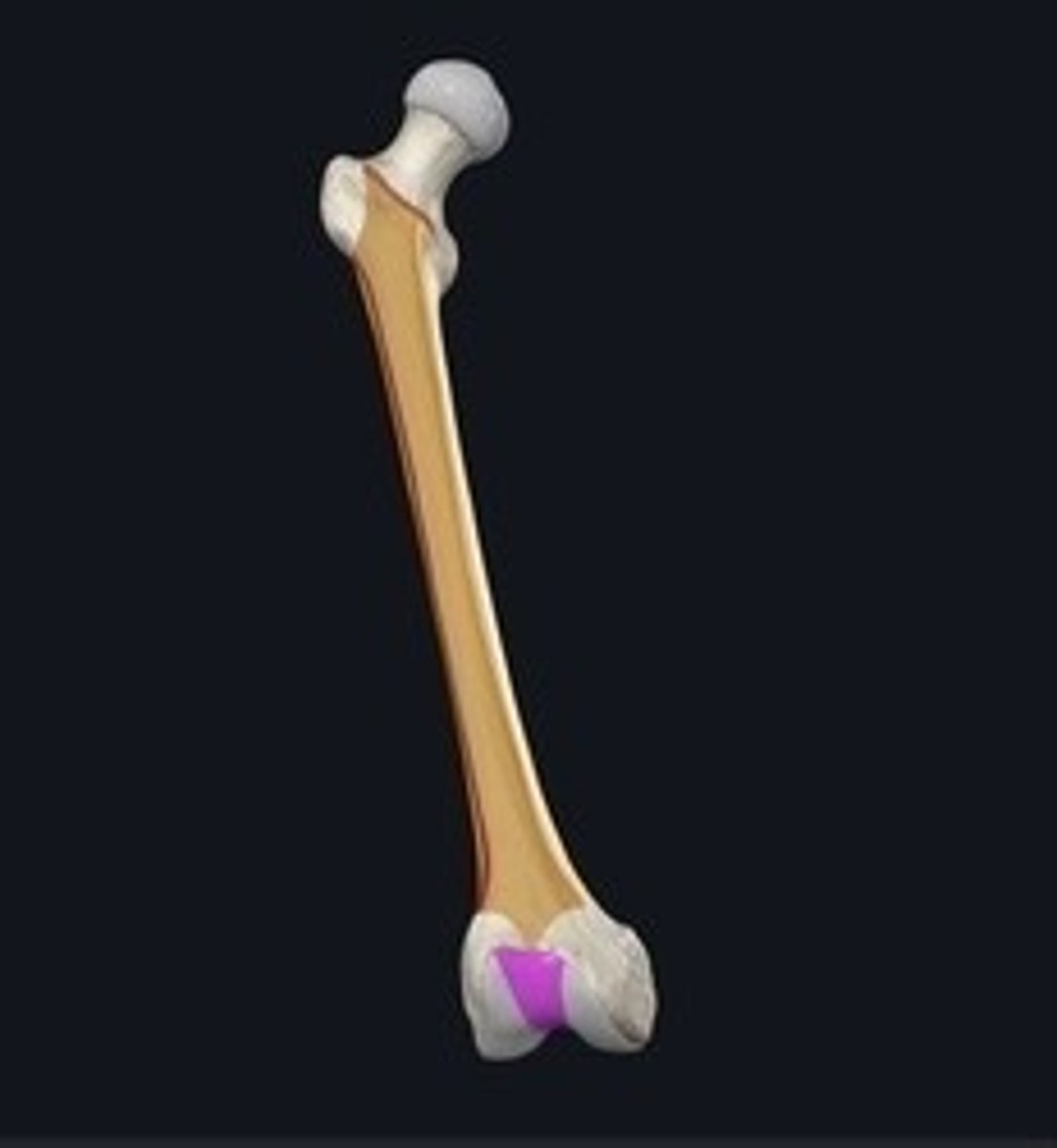 <p>Articulating surface for the patella on femur.</p>