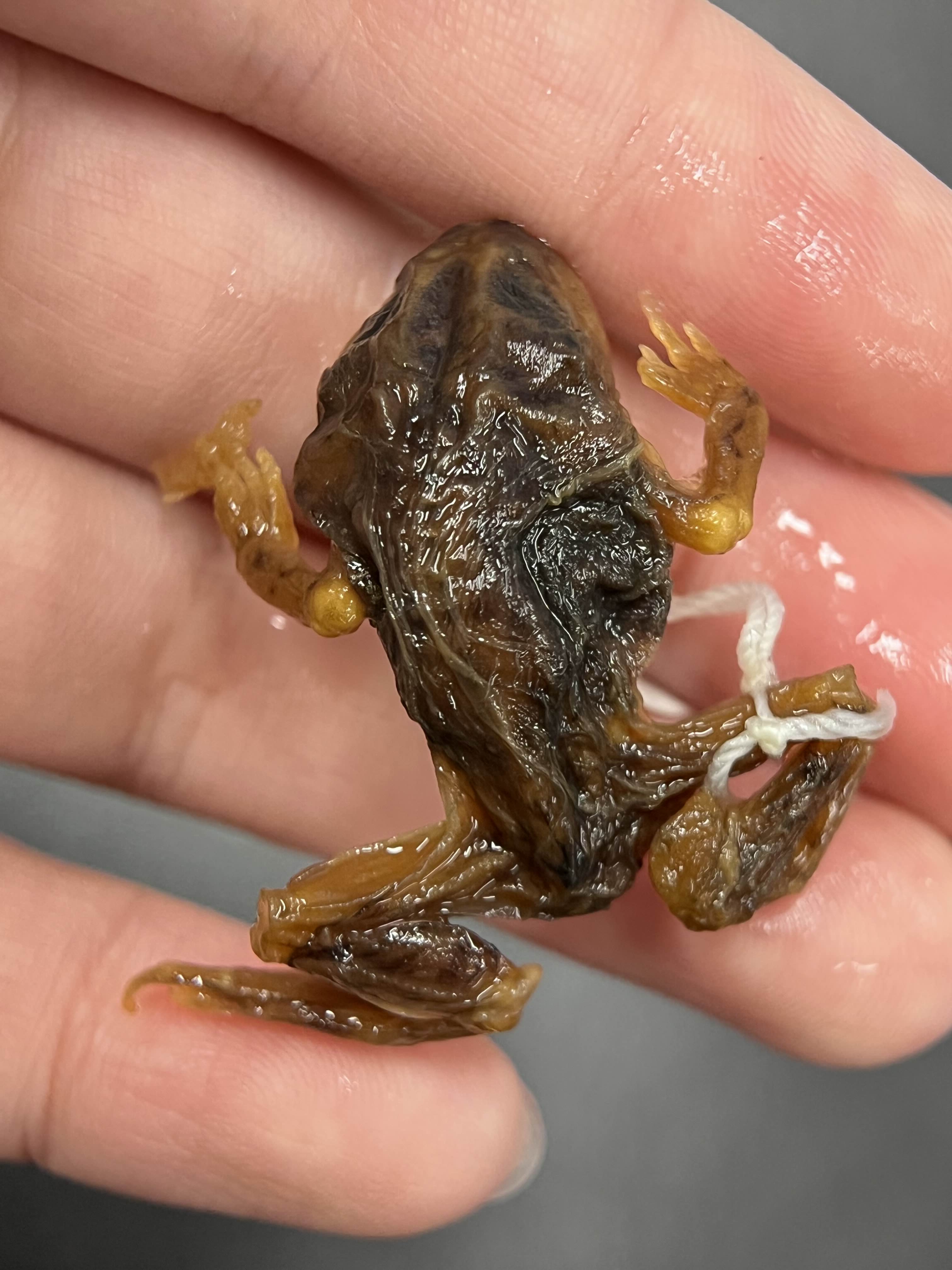 <p>Family + species?</p><ul><li><p>no boss (no raised nose)</p></li><li><p><strong>almond shape spade (though hard to tell on specimen)</strong></p></li><li><p>widespread</p></li><li><p>Special Concern</p></li></ul><p></p>