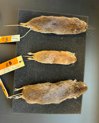 <p>Family?</p><p>Genus?</p>