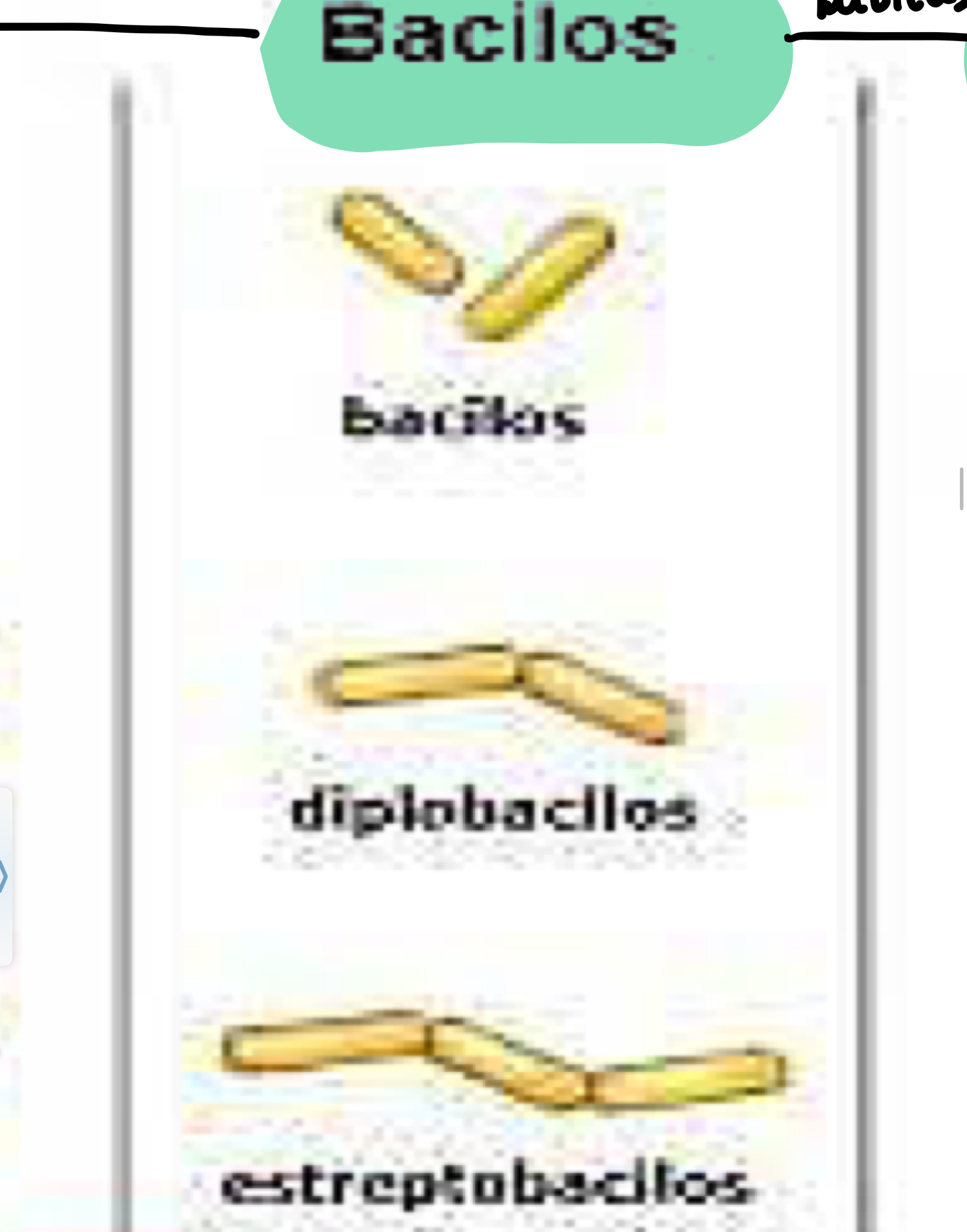 <p>Clasificaciones de Bacilos</p>