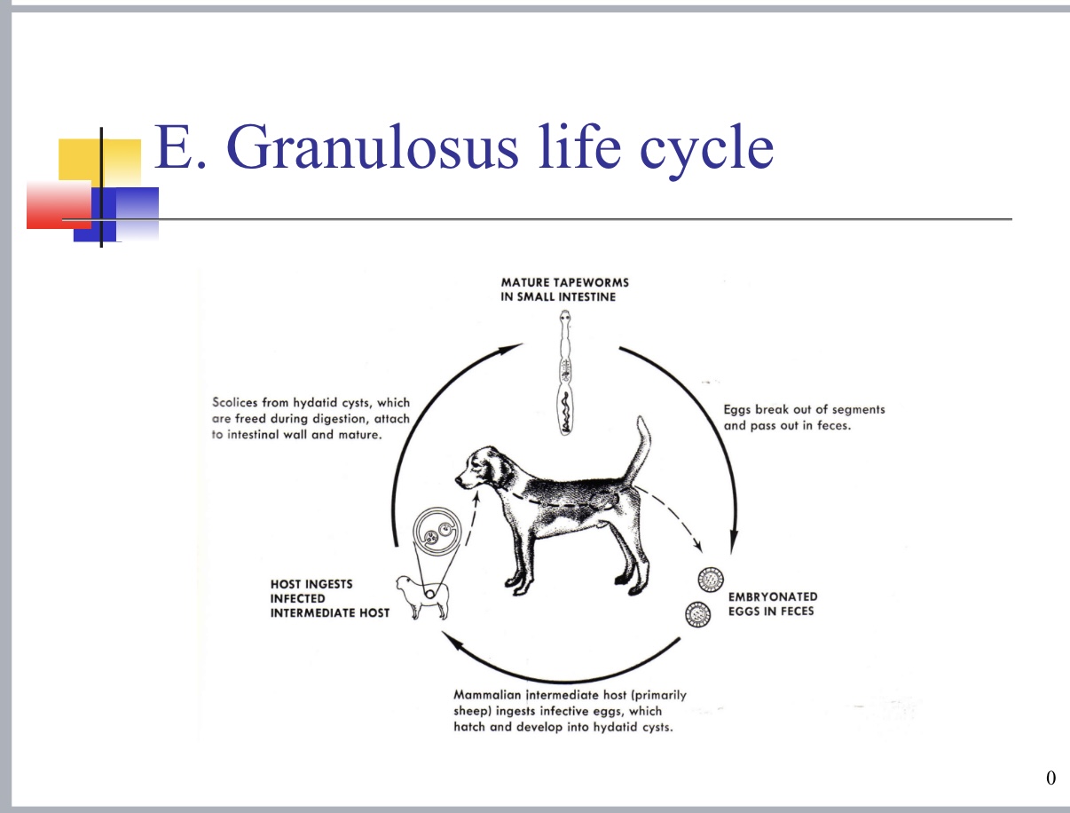 <p>Indirect Life Cycle</p>