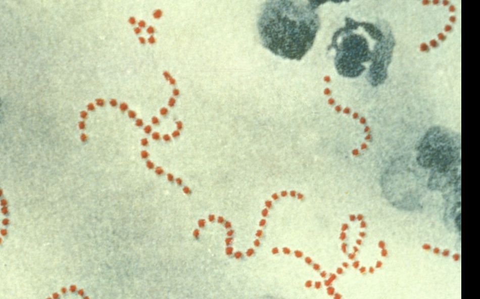 <p>What is this grouping called</p>