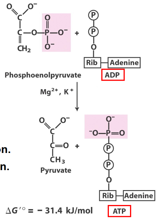 <p>what enzyme</p>