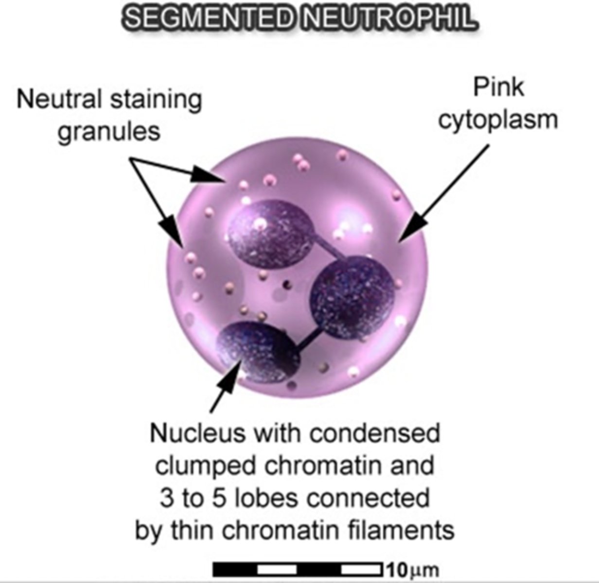 <p>↪ Low N:C ratio</p><p>↪ Mature nucleus segmented into three to five lobes</p><p>↪ Nucleoli absent</p><p>↪ More cytoplasm with secondary granules</p><p>↪ Secondary (neutrophilic) granules are lilac in color</p>