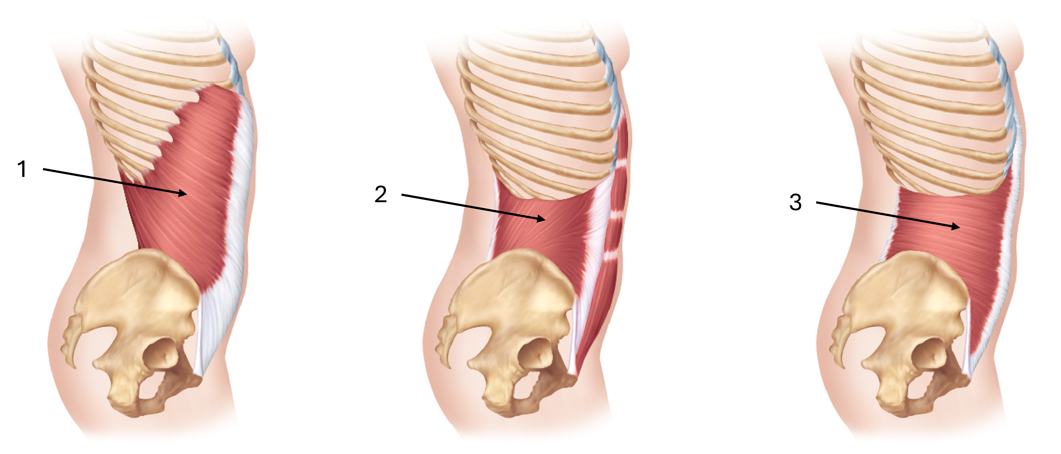 <p>label this diagram of the obliques</p>