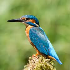 <p>Kingfishers</p>