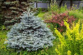<p><span>Picea pungens cv. / Colorado Blue Spruce</span></p>