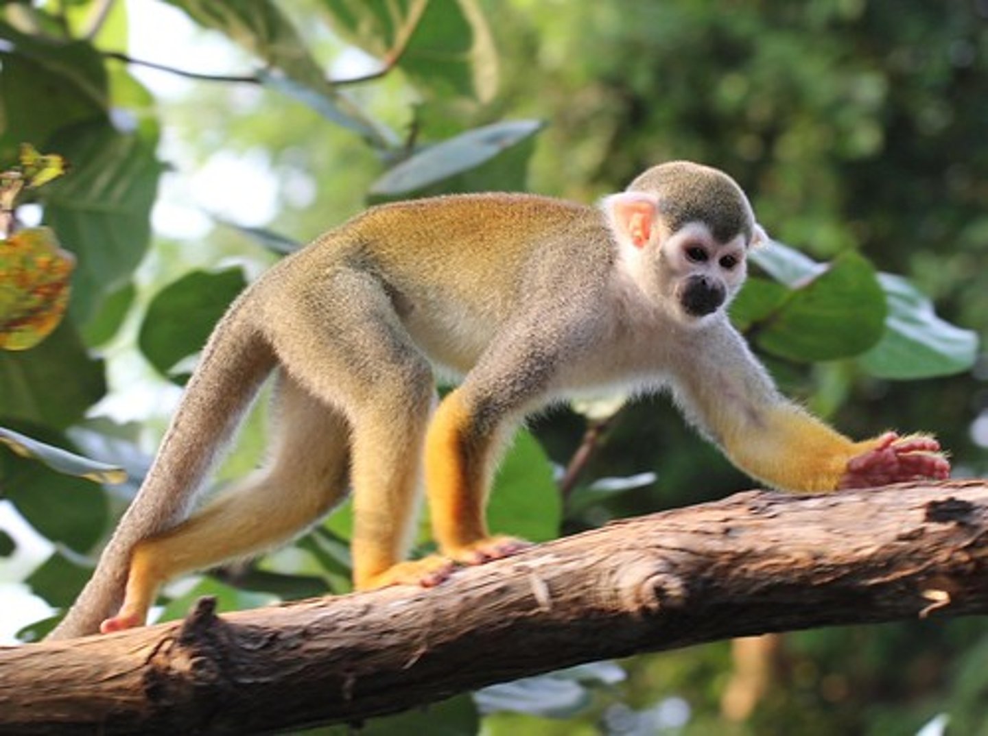 <p>Golden-backed squirrel monkey, CITES II</p>