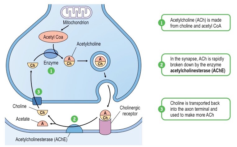 <p><strong>Acetylcholinesterase</strong> is an enzyme that breaks down the neurotransmitter acetylcholine. </p><p>In many synaptic clefts, they break down acetylcholine into fragments so that the transmission of the action potential occurs only once (and ACh doesn’t continue stimulating contraction). </p>