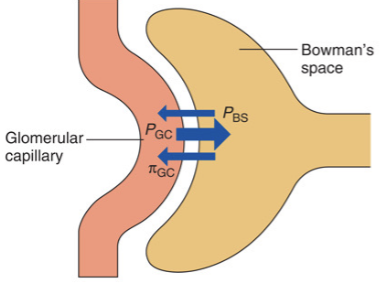 <p>Always positive due to P<sub>GC </sub>(Glomerular capillary pressure = pushing blood out of the capillary into bowman’s capsule) being so much greater than the opposing forces (P<sub>BS </sub>= pressure in bowman’s space and <span><span>π</span><sub><span>GC</span></sub><span> = osmotic force due to plasma in the protein)</span></span></p>