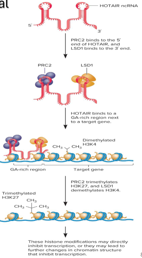 <ul><li><p>acts as scaffold for the binding of 2 protein complexes (PRC2 &amp; LSD1)</p><ul><li><p>Polycomb Repressive Complex 2</p></li><li><p>Lysine specific Demethylase (LSD1)</p></li></ul></li><li><p>Binds PRC2 to the 5’ end and LSD 1 to the 3’ end</p></li><li><p>Guides the 2 protein complexes to a GA-rich region</p></li><li><p>GA-rich region contains many purines</p></li><li><p>PRC2 functions as a histone transferase</p><ul><li><p>Trimethylates lysine 27 on histone H3</p></li></ul></li><li><p>LSD1 demthylates mono- and demethylated lysines</p></li></ul><p></p>