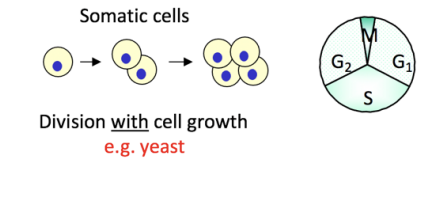 <p>Somatic cell cycle:</p><p>Why?</p><ul><li><p>genetically tractable</p></li><li><p>cells displaying <strong>prominent control points</strong></p></li><li><p><strong>so lots of control points to explore and find the genetics/ proteins invovled!</strong></p></li></ul><p>How used?</p><ul><li><p>screen for mutants that disable transit across control points</p></li><li><p>isolate corresponding genes</p><ul><li><p>by complementation</p></li><li><p>quite easy!</p></li></ul></li></ul><p></p><p></p>