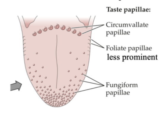 <ul><li><p>circumvallate </p></li><li><p>foliate (more in children)</p></li><li><p>fungiform</p></li><li><p>filiform (only one with no taste receptors)</p></li></ul><p></p>
