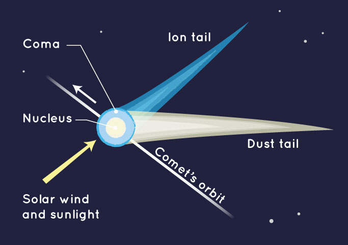 <p>Nucleus, coma, ion tail, dust tail</p>