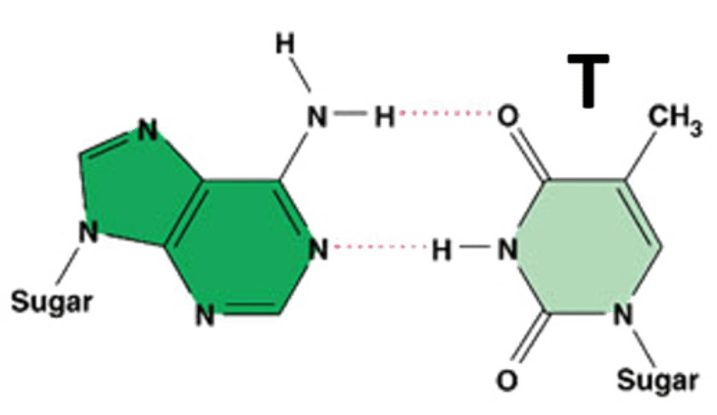 <p>A component of nucleic acid that carries hereditary information in DNA in cells. Chemically, it is a pyrimidine base.</p>