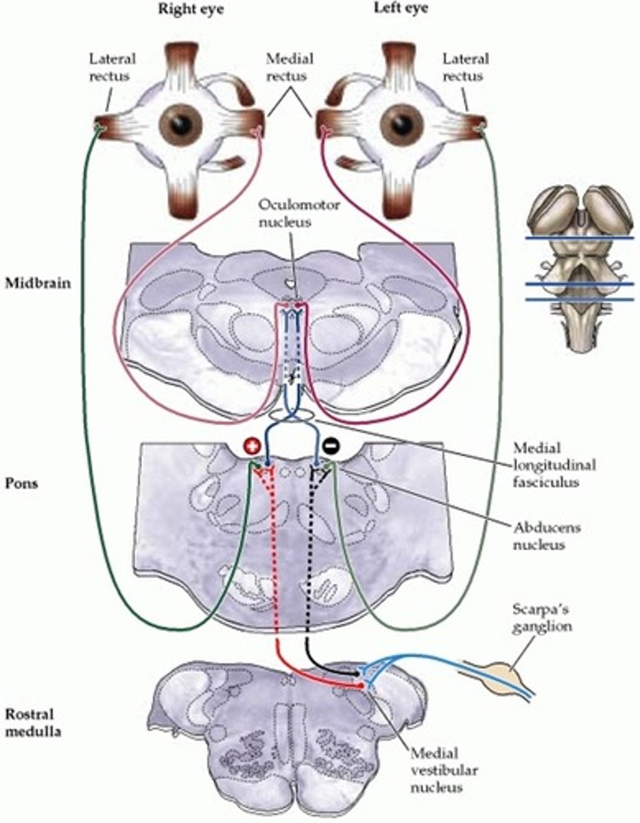<p>- information arises to abducens nucleus</p><p>- CN IV activates ipsilateral lateral rectus</p><p>- information also crosses to contralateral MLF to oculomotor nucleus</p><p>- this activates CN III to activate contralateral medial rectus</p>