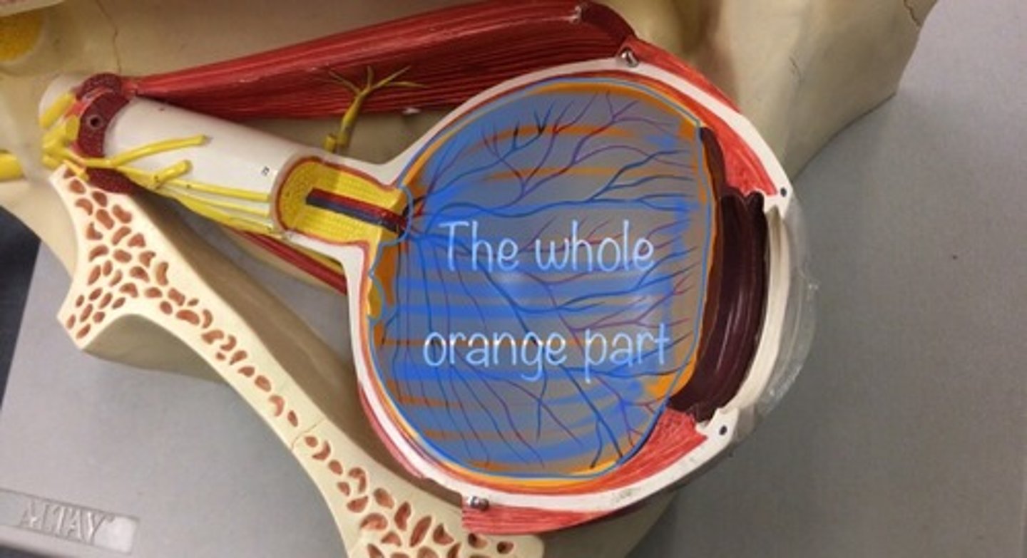 <p>a thin layer of tissue that lines the back of the eye on the inside. It is located near the optic nerve. Also called the neural tunic. All the orange</p>