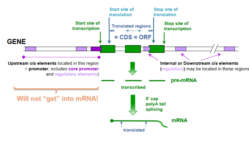 <p>this makes coding sequence </p>