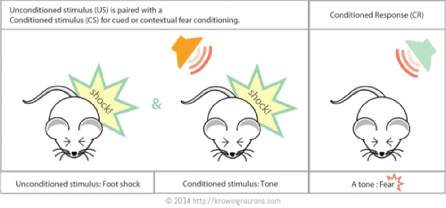 <p>Amygdala is required for _____ _____________</p>