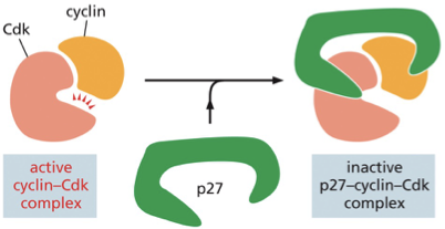 <p>The p27 protein regulates G1 cyclin and prevents progression into S phase&nbsp;</p><p>process:</p><p>active cyclin-Cdk inhibitor→ p27 binds to the complex→ inactive p27-cyclin-cdk complex (prevents the Cdk from phosphorylation target proteins required for progress through G1 into S phase)</p><p>side note:<br>pausing at this transition point in G1 gives the cell more time to grow or allows it to wait until extracellular conditions are favorable for division&nbsp;</p>