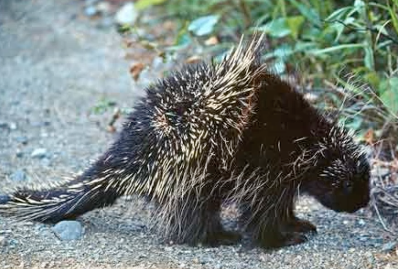 Porcupine
