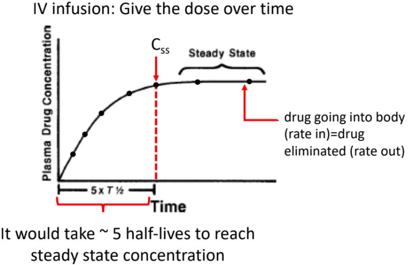 <ul><li><p>Plasma drug concentration increases over time.</p></li><li><p>Amount of drug eliminated = amount of drug injected, producing steady state concentration (Css).</p></li><li><p>Concentration goes up but plateaus at steady state.</p></li><li><p>Takes approximately 5 half-lives to reach steady state concentration.</p></li></ul><p></p>